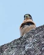 Seychelles Kestrel