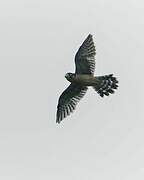 Seychelles Kestrel