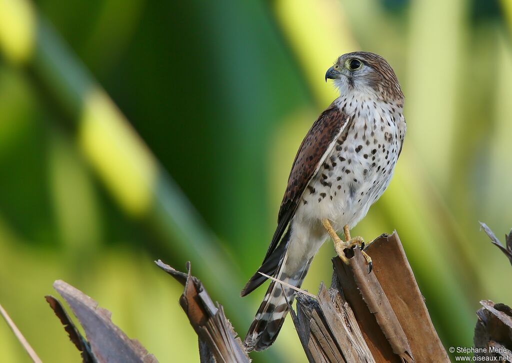 Malagasy Kestreladult