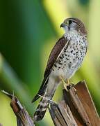 Malagasy Kestrel