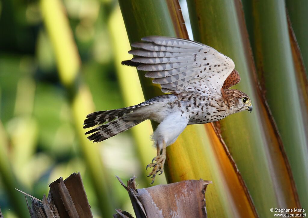 Malagasy Kestreladult