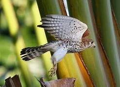 Malagasy Kestrel