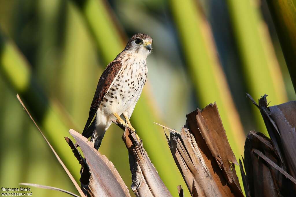 Crécerelle malgache, identification