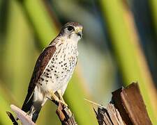 Malagasy Kestrel