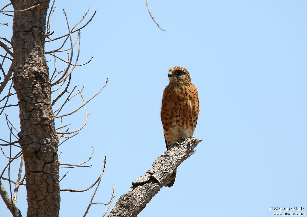 Malagasy Kestreladult