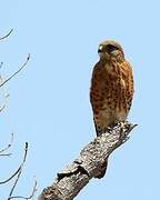 Malagasy Kestrel