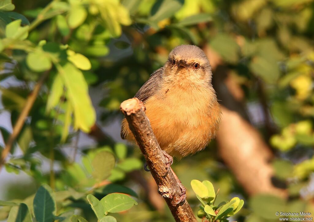 Red-faced Crombecadult