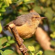 Red-faced Crombec