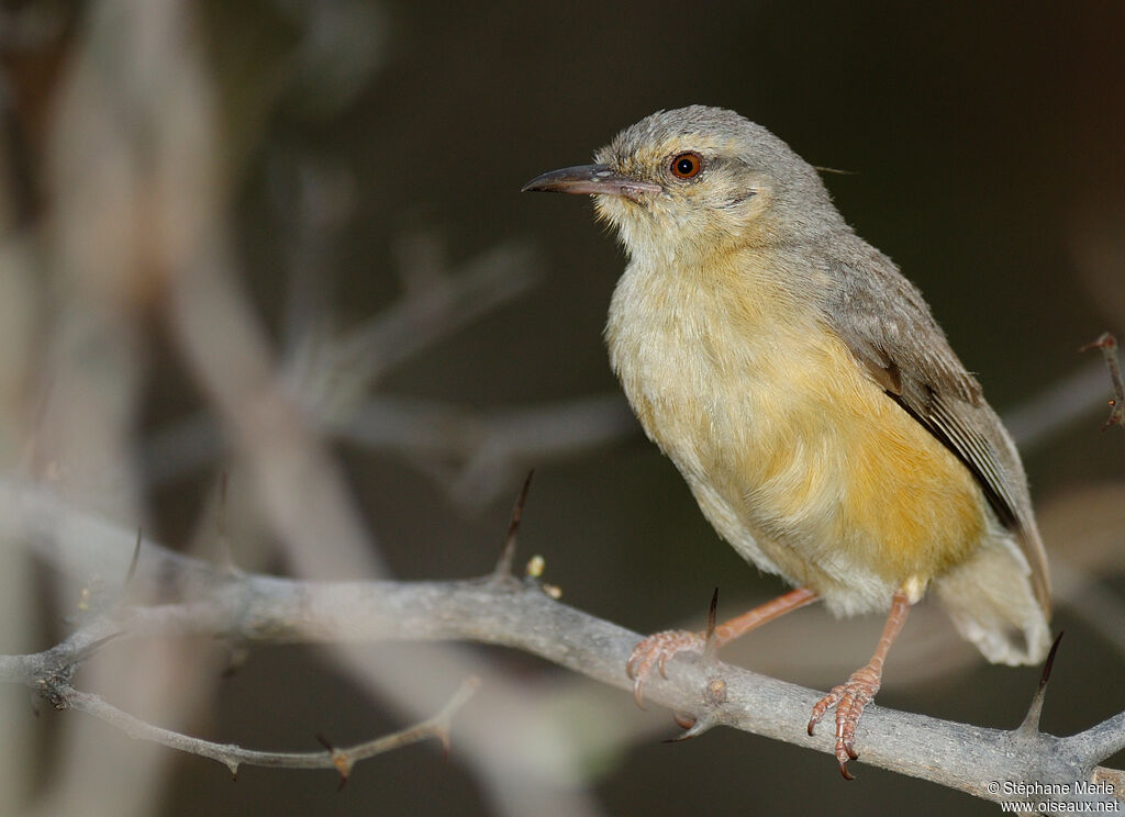 Long-billed Crombecadult