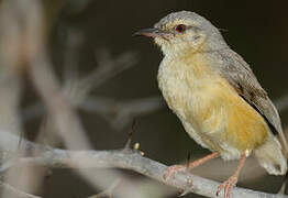 Long-billed Crombec