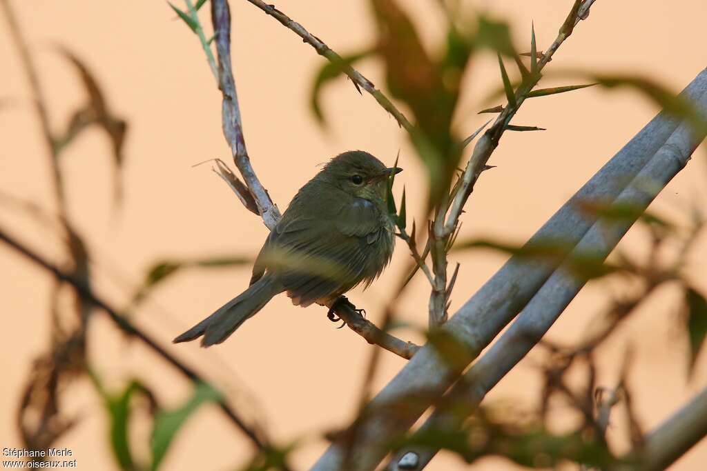 Cryptic Warbler, identification