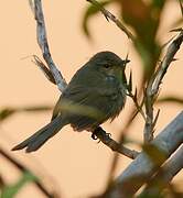 Cryptic Warbler