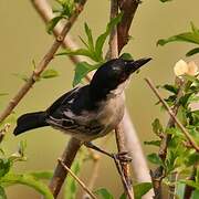 Black-backed Puffback