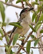 Black-backed Puffback