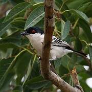 Black-backed Puffback