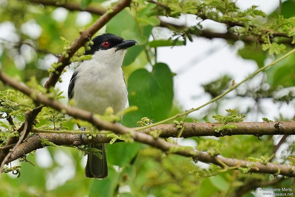 Black-backed Puffbackadult