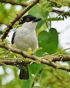 Black-backed Puffback