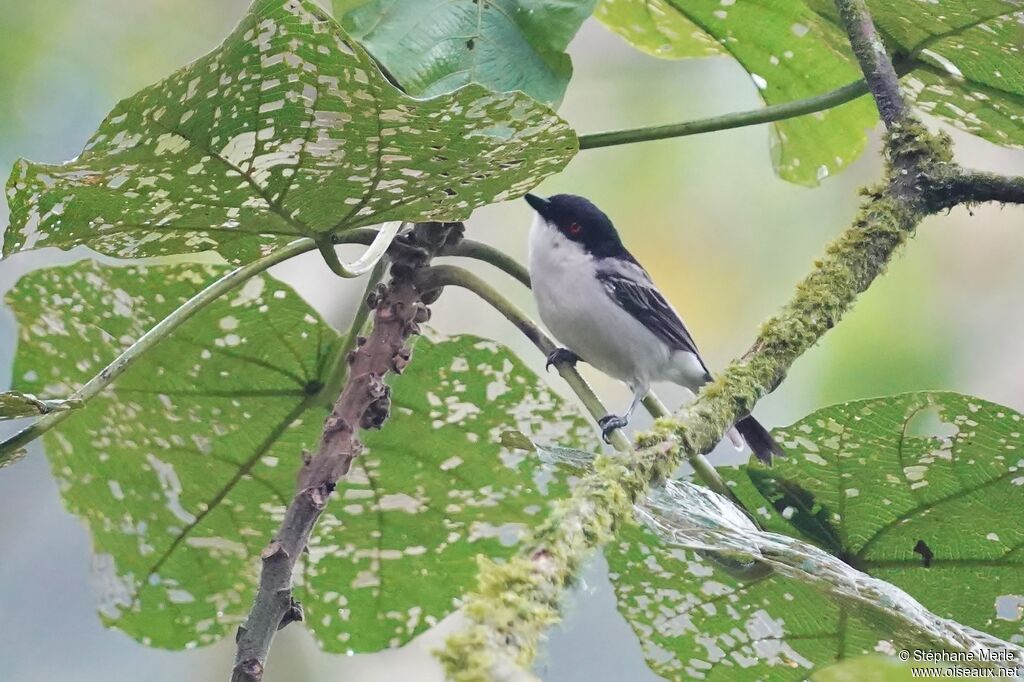 Northern Puffbackadult