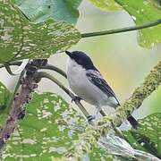 Northern Puffback