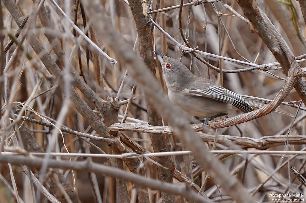 Pringle's Puffback female adult