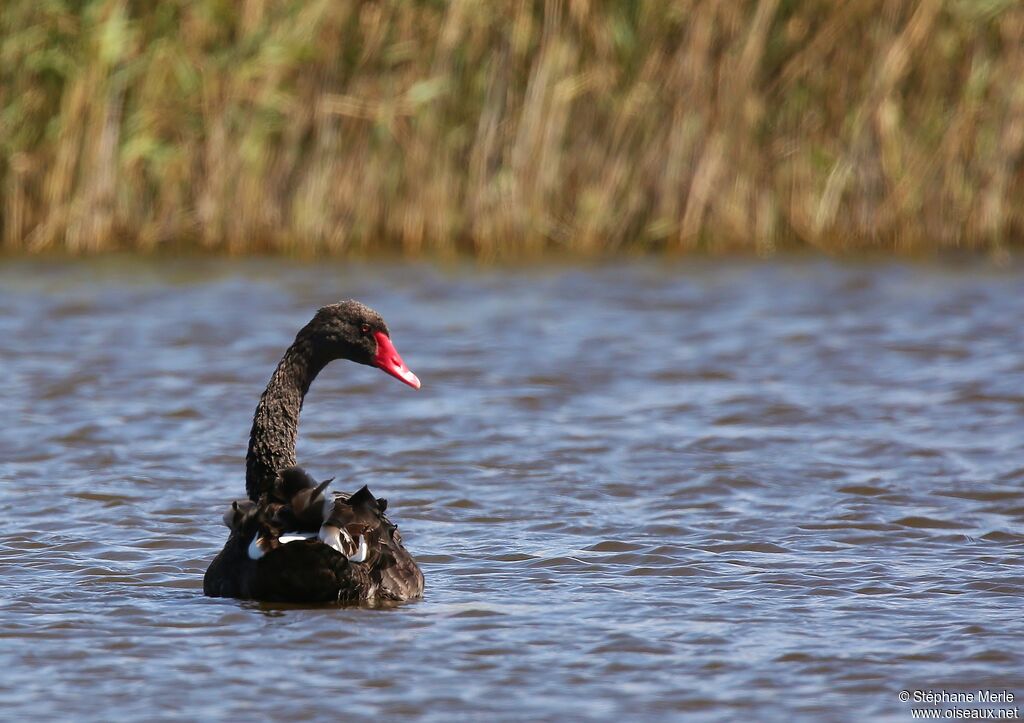 Cygne noiradulte