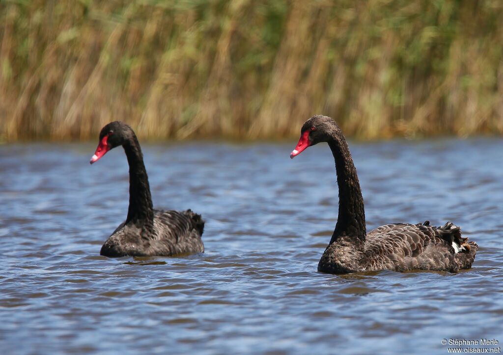 Black Swan