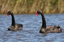 Cygne noir