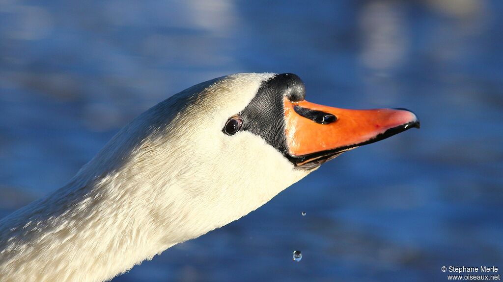 Cygne tuberculéadulte