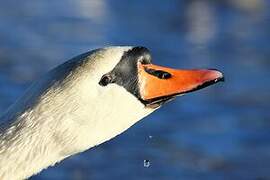 Mute Swan