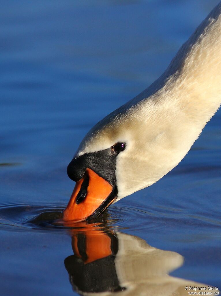 Cygne tuberculé