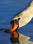 Mute Swan