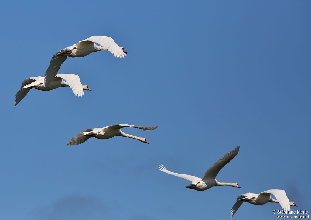 Cygne tuberculé