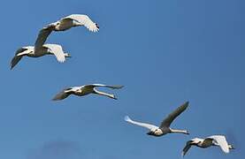 Mute Swan