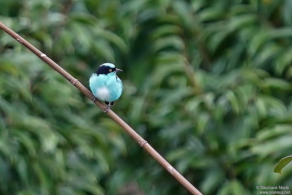 Dacnis à coiffe bleueadulte