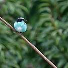 Dacnis à coiffe bleue