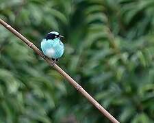 Black-faced Dacnis