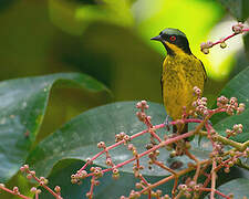 Yellow-bellied Dacnis