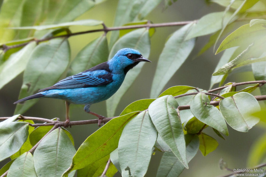 Dacnis bleu mâle adulte