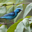 Dacnis bleu