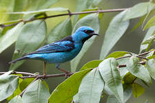 Dacnis bleu