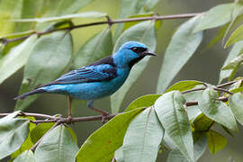 Blue Dacnis