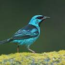Dacnis bleu