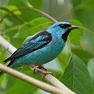 Dacnis bleu