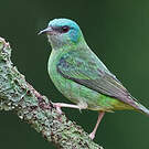 Dacnis bleu