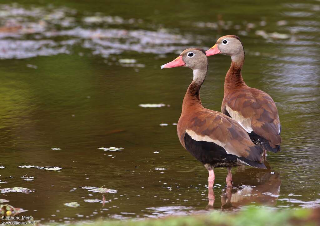 Dendrocygne à ventre noiradulte, pigmentation