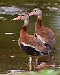 Dendrocygne à ventre noir