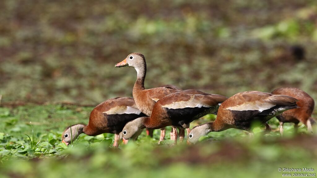 Dendrocygne à ventre noir