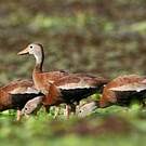 Dendrocygne à ventre noir