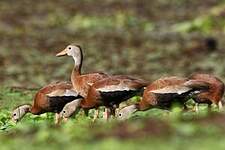 Dendrocygne à ventre noir