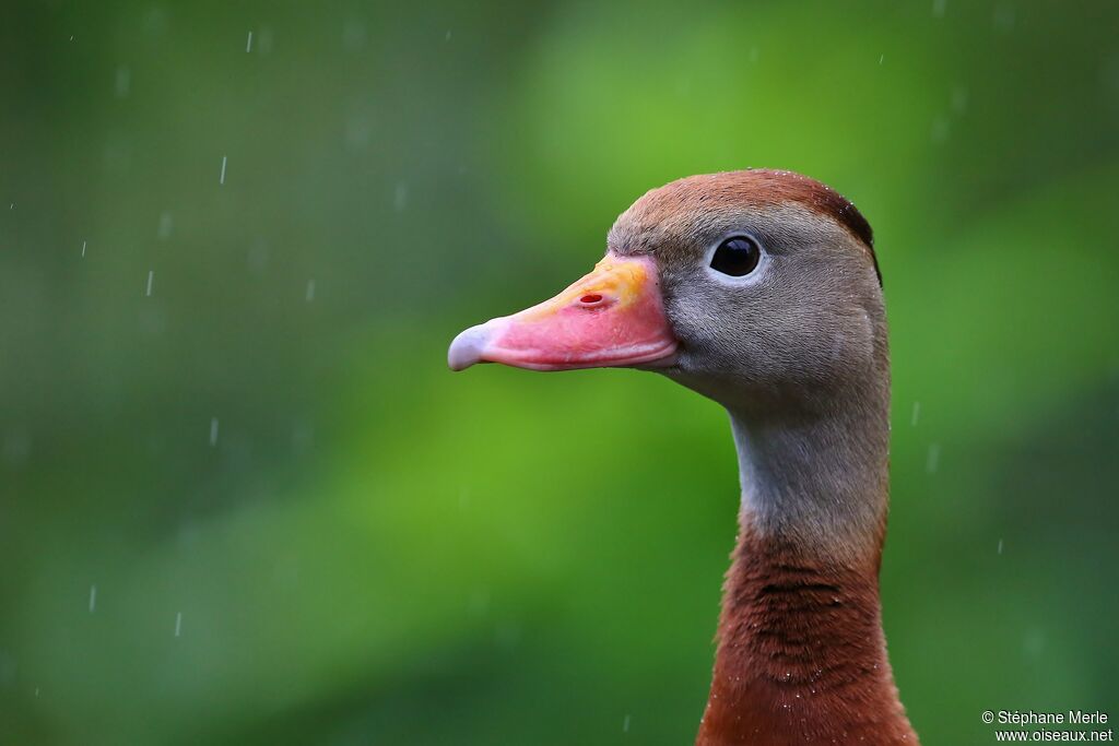 Dendrocygne à ventre noiradulte